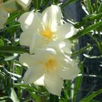 Nerium oleander Oasis meervoudige bloemen, Ophalen of Verzenden, Zomer, Volle zon