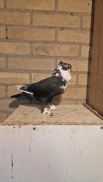 Oosterse meeuw duif, Dieren en Toebehoren, Vogels | Duiven, Vrouwelijk, Kropper
