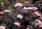 Sambucus nigra 'Black Lace' Gewone vlier(rood) geurend, Overige soorten, Vaste plant, Ophalen of Verzenden, Halfschaduw