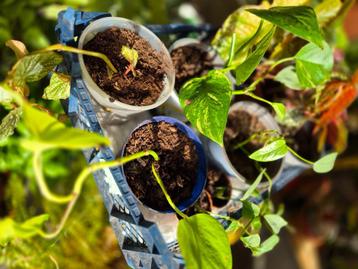 Plantjes & stekjes  beschikbaar voor biedingen