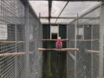 Rose kaketoes 1-1, Dieren en Toebehoren, Vogels | Parkieten en Papegaaien, Vrouwelijk, Papegaai, Geringd