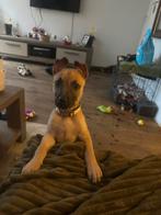 Mechelse herder puppy, Dieren en Toebehoren, Honden | Herdershonden en Veedrijvers, CDV (hondenziekte), 8 tot 15 weken, Teef, Eén hond