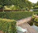 Beuken hagen op voorraad, Tuin en Terras, Planten | Tuinplanten, Ophalen of Verzenden, Overige soorten, Volle zon