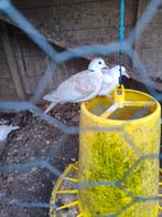 Tortelduiven, Meerdere dieren