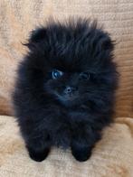 PomeriaanPups Prachtige Mini BearFace Wegens Annulering, Dieren en Toebehoren, 8 tot 15 weken, CDV (hondenziekte), Eén hond, Nederland