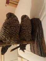 2 opgezette uilen op een stok, Verzamelen, Dierenverzamelingen, Ophalen, Gebruikt, Vogel, Opgezet dier