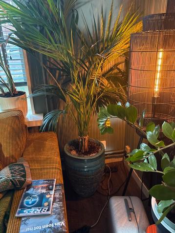 Grote kamerplant met sierpot beschikbaar voor biedingen