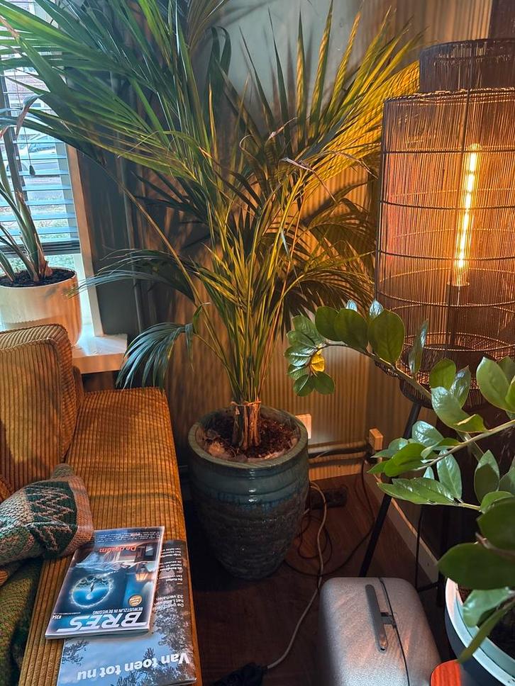 Grote kamerplant met sierpot, Tuin en Terras, Planten | Bomen, Overige soorten, 100 tot 250 cm, Halfschaduw, Bloeit niet, In pot