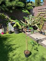 Albizia lophanta slaapboom, Tuin en Terras, Planten | Bomen, Ophalen of Verzenden, Volle zon, Overige soorten