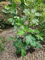 Vijg Brown Turkey, Ophalen, Lente, In pot, Vijgenboom