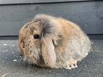 Nog 1 lief konijn te koop, Dieren en Toebehoren, Konijnen, Meerdere dieren