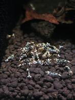 Black fancy tiger 10+2 gratis, Zoetwatervis
