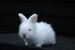Te koop 3 raszuiver Engelse max full face angora konijntjes, Dieren en Toebehoren, Konijnen, Meerdere dieren, Dwerg
