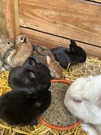 Jonge vleeskonijnen te koop, Dieren en Toebehoren, Konijnen, Groot, 0 tot 2 jaar