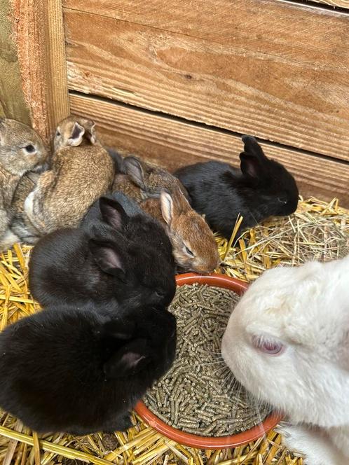 Jonge vleeskonijnen te koop, Dieren en Toebehoren, Konijnen, Groot, 0 tot 2 jaar