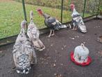 2 paar de allermooiste en grootste Kalkoenen ! Kalkoen fors, Dieren en Toebehoren, Pluimvee, Meerdere dieren, Kalkoen