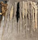 Pampas, Ophalen, Halfschaduw, Minder dan 100 cm