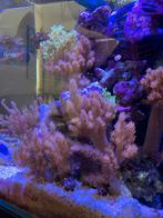 Keniaboom leder koraal. Groter dan 10 cm, Dieren en Toebehoren, Vissen | Aquariumvissen