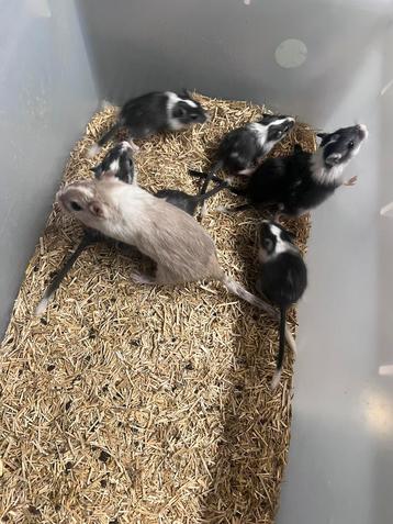 3.3 baby gerbels beschikbaar voor biedingen