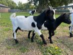 Dwergbok, Dieren en Toebehoren, Schapen, Geiten en Varkens, Mannelijk, Geit, 0 tot 2 jaar