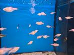 Rasbora Heteromorpha Gold - Kegelvlekje Gold - Koidreams, Vis, Zoetwatervis