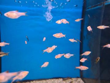 Rasbora Heteromorpha Gold - Kegelvlekje Gold - Koidreams beschikbaar voor biedingen