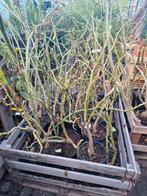 Witte brugmansia, Tuin en Terras, Ophalen, Overige soorten, Volle zon