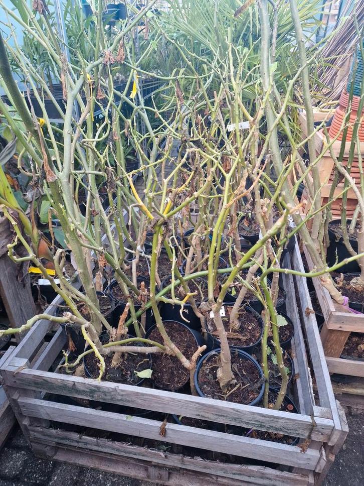 Witte brugmansia, Tuin en Terras, Planten | Tuinplanten, Overige soorten, Volle zon, Ophalen