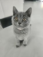 Kittens Blauwe Rus / Britse Korthaar, Dieren en Toebehoren, Katten en Kittens | Overige Katten, Poes
