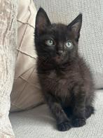 Prachtige kitten opzoek naar warm nest (Maine coon/Bombay), Dieren en Toebehoren, Katten en Kittens | Raskatten | Korthaar, Meerdere dieren