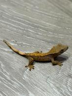 Wimper gekko - cresred gecko, Dieren en Toebehoren, Reptielen en Amfibieën, Hagedis, Tam, 0 tot 2 jaar