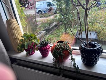Fruit & Groente Vazen/Potten met Planten beschikbaar voor biedingen