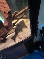 Pleco 30 cm, Dieren en Toebehoren, Ophalen of Verzenden
