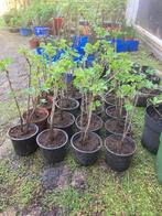 5 Rode bessen (Ribus) planten te koop voor 2,50 euro, Zomer, Vaste plant, Fruitplanten, Ophalen