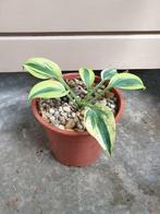 Hosta, plantje voor tuin of moestuin, Bodembedekkers, Vaste plant, Ophalen of Verzenden, Halfschaduw