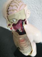 LEUK KLEIN KUNSTSTOF ANATOMISCH MODEL HOOGTE 16X8 CM, Antiek en Kunst, Curiosa en Brocante, Ophalen of Verzenden