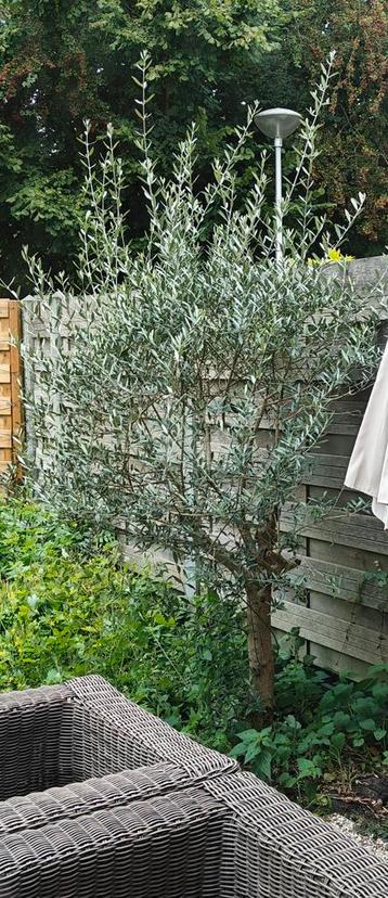 Mooie Olijfboom - 100-250cm beschikbaar voor biedingen
