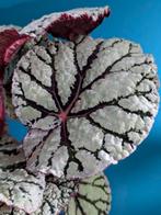 Begonia Fedor, Huis en Inrichting, Kamerplanten, Ophalen of Verzenden, Overige soorten, Minder dan 100 cm