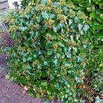 Hedera Helix Klimop, Tuin en Terras, Planten | Tuinplanten, Vaste plant, Ophalen of Verzenden, Halfschaduw, Klimplanten