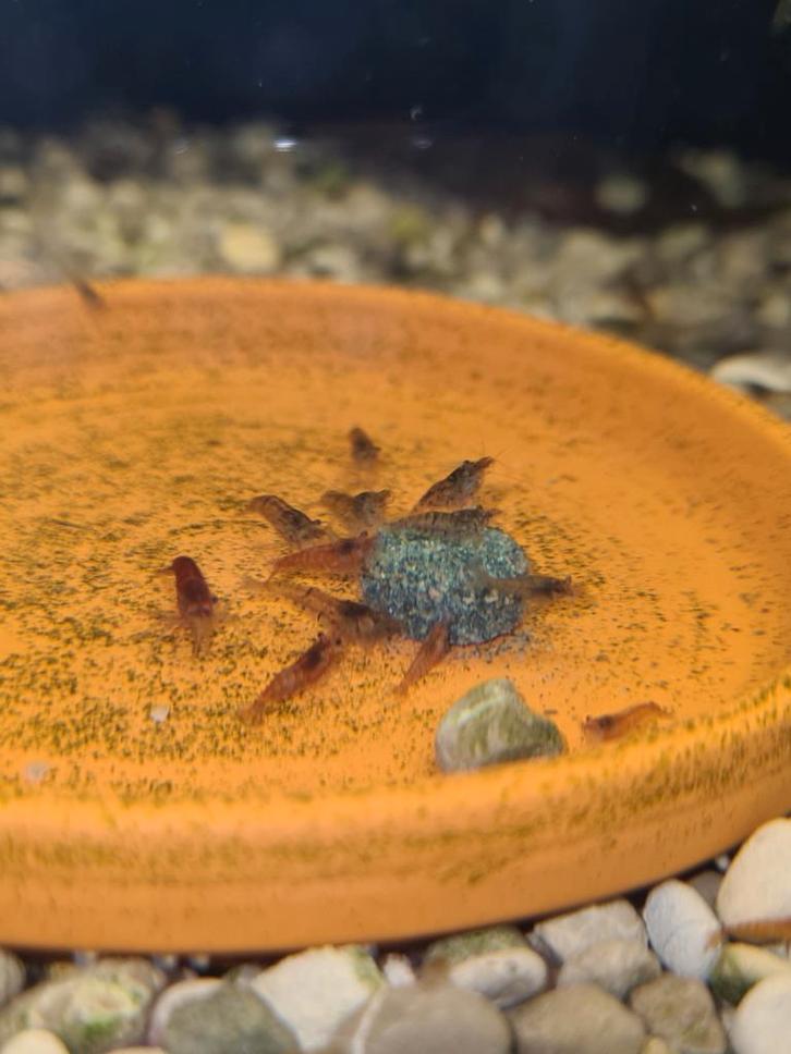 Garnaaltjes te koop 100 stuks!, Dieren en Toebehoren, Vissen | Aquariumvissen, Kreeft, Krab of Garnaal