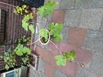 Vijg plant wintervast, Ophalen, Minder dan 100 cm, Vijgenboom, Zomer