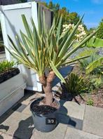 Grote Yucca Variegata te koop aangeboden!, Tuin en Terras, Ophalen, Vaste plant, Overige soorten