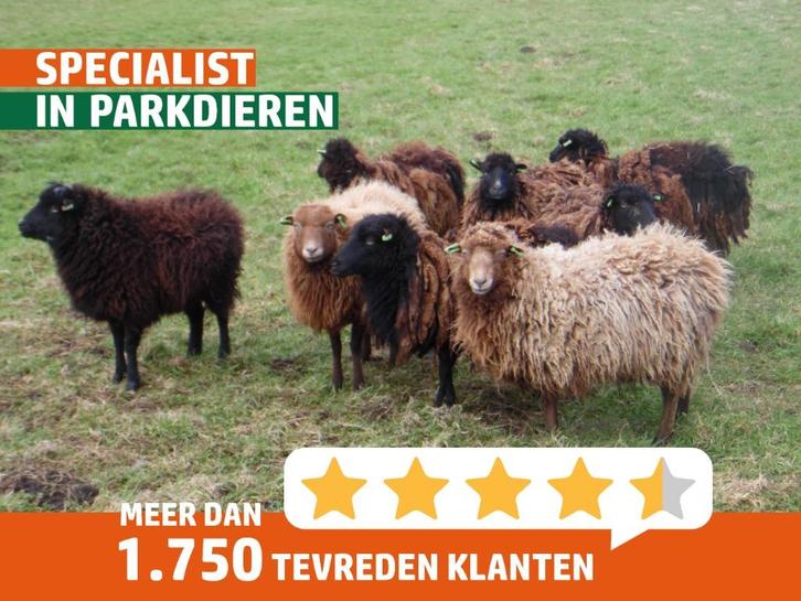 Ouessant schapen | Diverse kleuren | Passend advies, Dieren en Toebehoren, Schapen, Geiten en Varkens, Schaap, Vrouwelijk, 0 tot 2 jaar