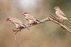 Napoleonnetje - estrilda troglodytes, Meerdere dieren, Tropenvogel, Geringd