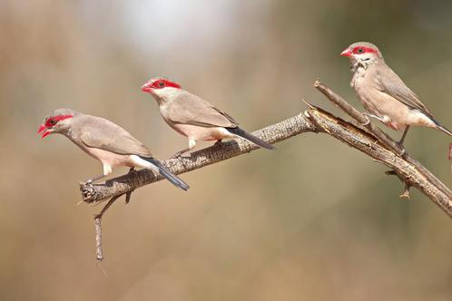 Napoleonnetje - estrilda troglodytes, Dieren en Toebehoren, Vogels | Overige Vogels, Tropenvogel, Meerdere dieren, Geringd