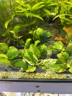 Anubias nana pinto variegata, Ophalen of Verzenden, Nieuw, Plant(en), Steen of Hout