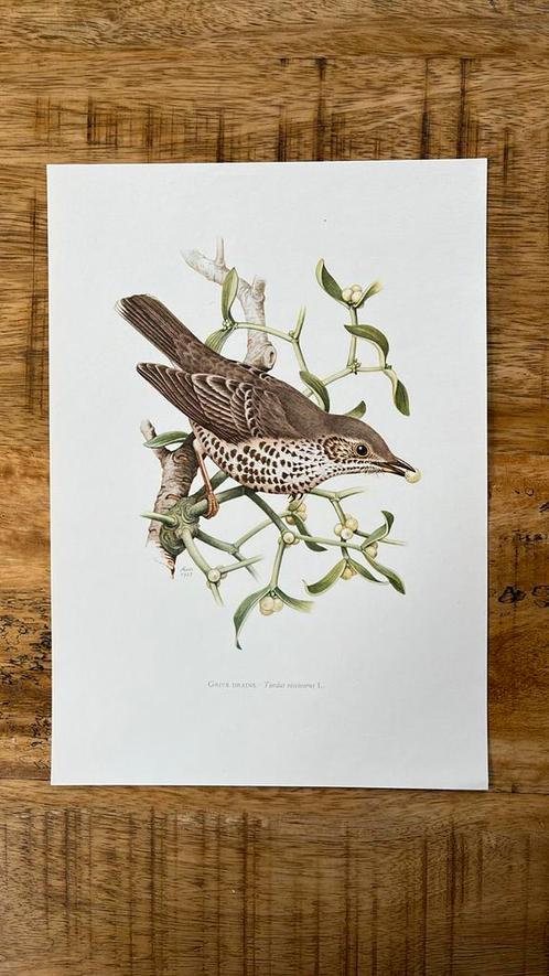 Grote lijster vintage vogelprent, Verzamelen, Foto's en Prenten, Zo goed als nieuw, Prent, Dier, 1960 tot 1980, Verzenden