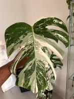 Monstera albo variegata, Ophalen of Verzenden, Halfschaduw, Minder dan 100 cm