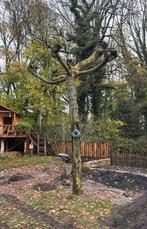 Plataan 45 jaar oud (Balerina Plataan), Tuin en Terras, Planten | Bomen, Ophalen, Bloeit niet, Halfschaduw, Overige soorten