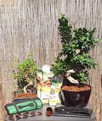 Complete set bonsai met gereedschap, zie omschrijving, Ophalen of Verzenden, Nieuw, Overige typen